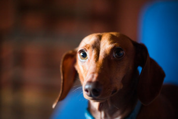 Cooper The Dachshund