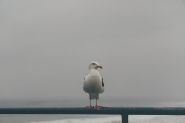 seagull on the pier
