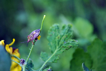 Red dolycoris baccarum (sloe bug) on flowers of Chelidonium majus, soft blurry bokeh background