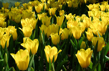 Obraz premium Beautiful tulip flowers on background