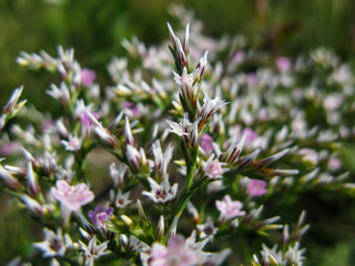 wild flower in the meadow closeup