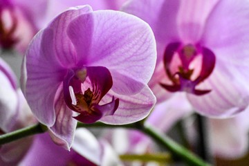 Fototapeta na wymiar orchid petal close up