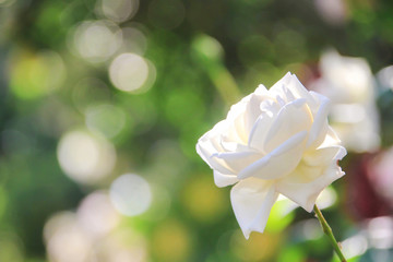 White Rose