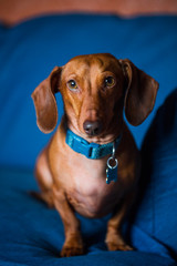 Cooper The Dachshund