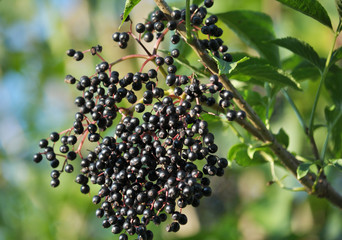 Bunch of elderberries with ripe berries