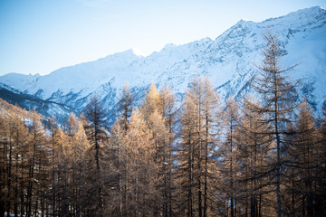 panorama montano con alberi secchi e cime innevate in piemonte