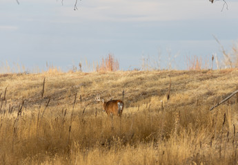 Whitetail Deer Buck in Colorado During the Fall Rut