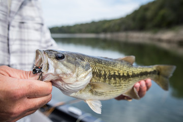 Largemouth Bass