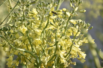 yellow flowers