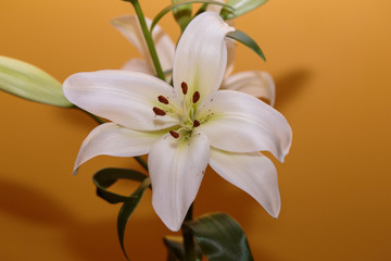 Close up of white calla lilies on a yellow background.