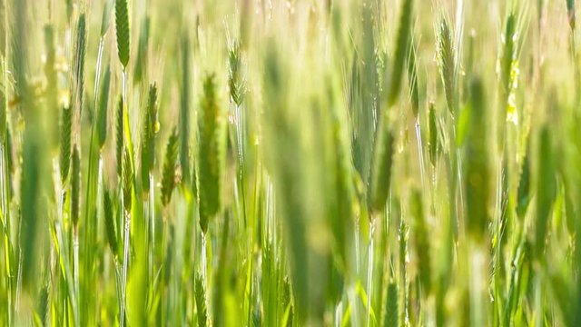 ears of wheat. 4K. FULL HD, 4096x2304