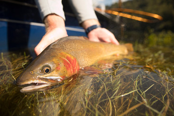 Cutthroat Trout