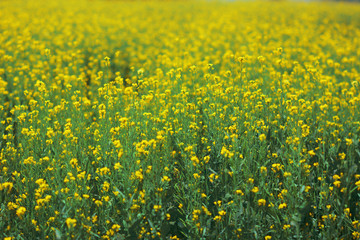 Mustard plant with blur background.