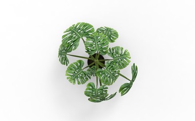 Plant in Pot on Isolated White Background, 3D Rendering