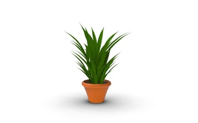 Plant in Pot on Isolated White Background, 3D Rendering