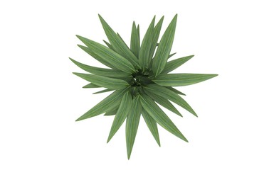 Plant Isolated on White, 3D Rendering