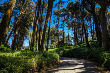 Gardens of Pena Park at the municipality of Sintra