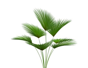 Plant Isolated on White, 3D Rendering