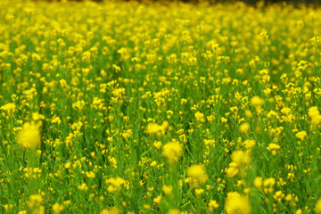 Mustard plant with blur background.