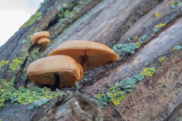 a brown tree fungus grows on a moss-covered tree trunk