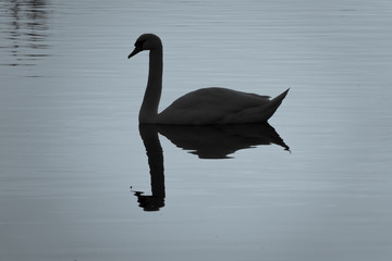 a swan swims on the lake and is reflected in the water