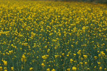Mustard plant with blur background.