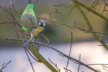 A colorful great tit hangs from a tit dumpling and eats food