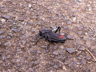 Parkanlage bei La Fortuna in Costa Rica, Mittelamerika. schwarz rote Käfer waren dort zu sehen.