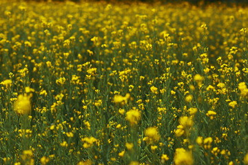 Fototapeta premium Mustard plant with blur background.