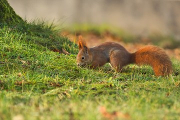 Ein Eurasisches Eichhörnchen versteckt im Herbst eine Nuss in der Wiese, sciurus vulgaris