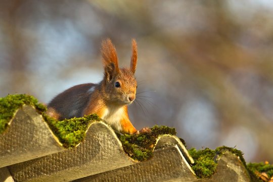 Ein Eurasisches Eichh&ouml;rnchen sitzt im Herbst bei Sonnenschein auf einem mit Moos bewachsenen Welldach, sciurus vulgaris