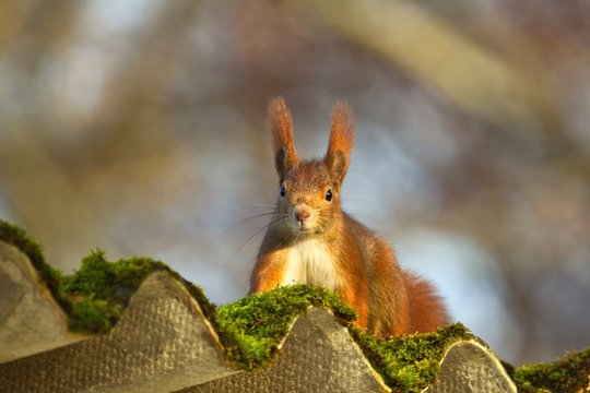 Ein Eurasisches Eichh&ouml;rnchen sitzt im Herbst bei Sonnenschein auf einem mit Moos bewachsenen Welldach, sciurus vulgaris
