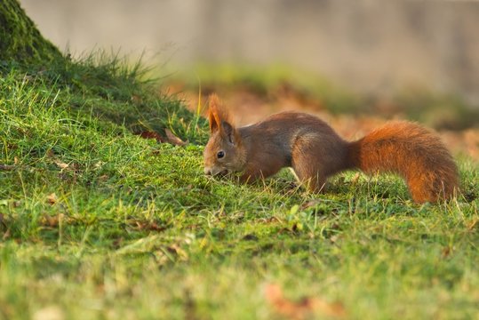 Ein Eurasisches Eichh&ouml;rnchen versteckt im Herbst eine Nuss in der Wiese, sciurus vulgaris