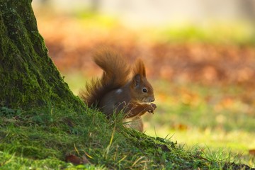 Ein Eurasisches Eichhörnchen sitzt im Herbst mit einer Nuss in der Wiese, sciurus vulgaris