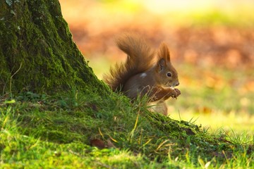 Ein Eurasisches Eichhörnchen sitzt im Herbst mit einer Nuss in der Wiese, sciurus vulgaris