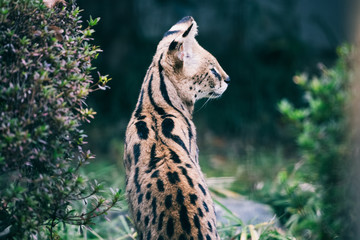 Naklejka premium サーベル