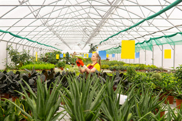 woman gardener in a greenhouse with houseplants