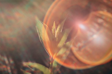 Lensflare on Plant