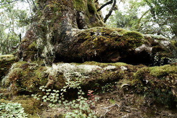 Tree root covered in moss or fungus