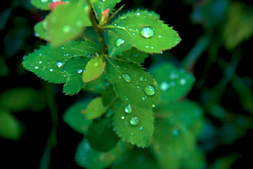 Green Plant with Water Drops