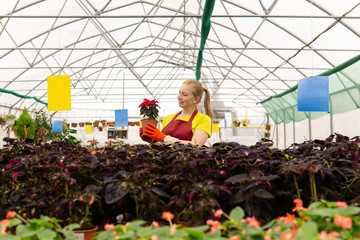 woman florist in a greenhouse with houseplants