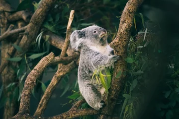 Fototapeten Koala © Kayoko Yajima