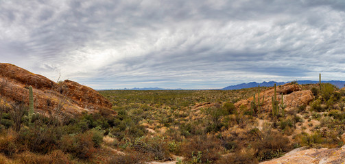 Fototapeta na wymiar Saguaro National Park East Panorama From Javelina Rocks