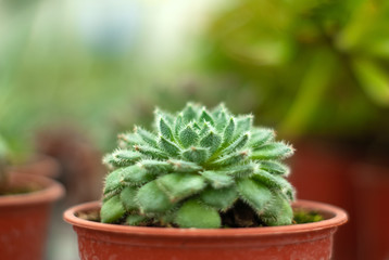 pot with succulent echeveria close-up