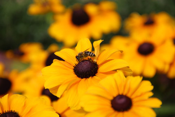Honeybee on yellow flowers