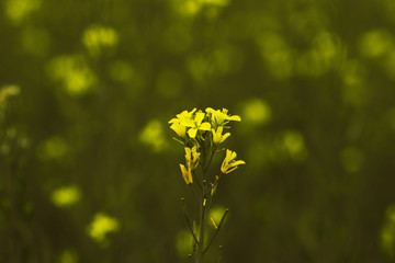 Mustard flower field is full blooming.