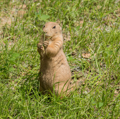 black tailed prairie dog (Cynomys ludovicianus) standing in grass eating