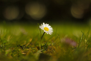 lonely daisy on green field