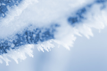 Macro tree in winter with frozen ice crystals. Close up snow. Classic blue background.