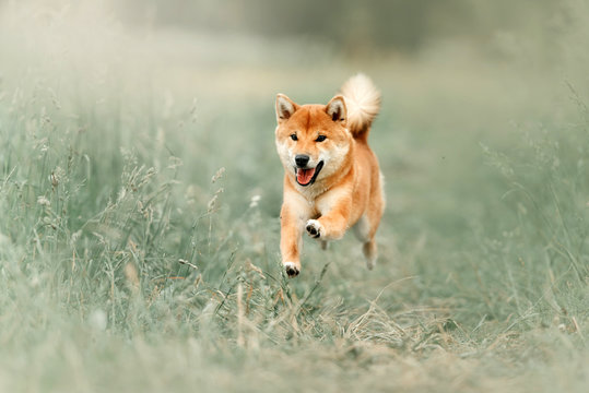 red shiba inu dog running outdoors in summer